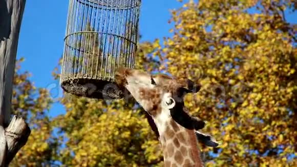 长颈鹿到了它的食物头视频的预览图