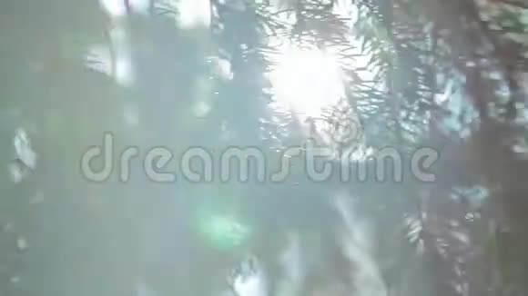 阳光透过风吹照着绿树的叶子视频的预览图