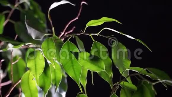 黑色背景上的绿色植物榕树视频的预览图