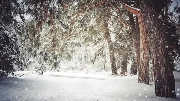 积雪覆盖的树木在冬季种植森林过滤效果好视频的预览图