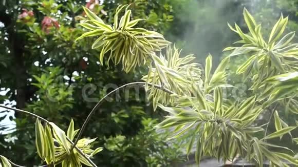 花园和景观灌溉系统的视频雾增湿水冷却剂喷雾系统视频的预览图