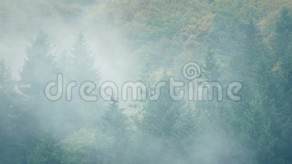 浓雾笼罩着森林景观视频的预览图