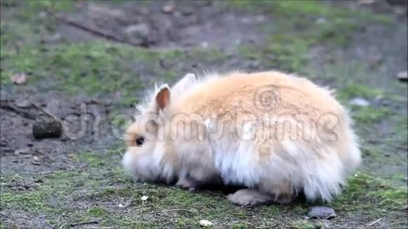 小矮人兔子在外面复活节视频的预览图
