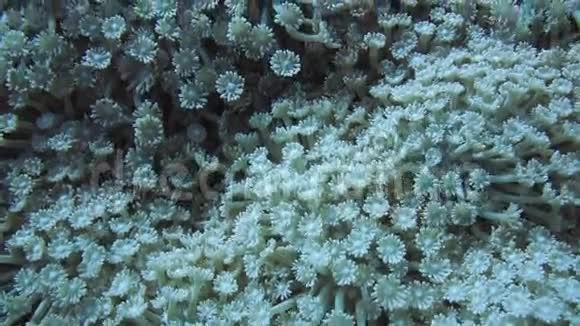 在珊瑚礁上夜间觅食的珊瑚群视频的预览图