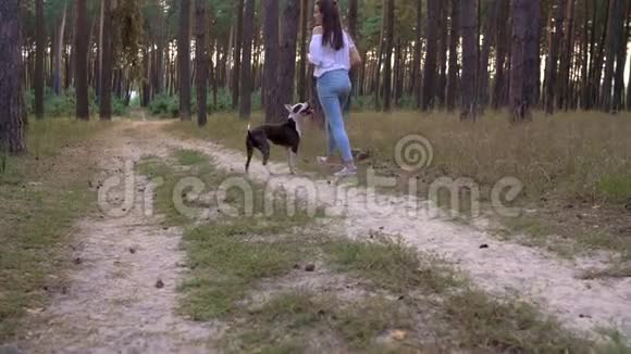 日落时分女孩在森林里和她的狗玩慢动作视频的预览图