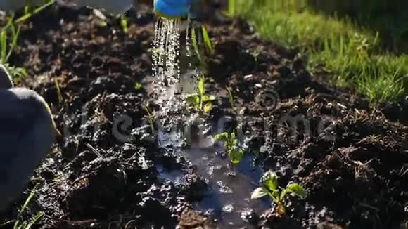 一个小浇水的孩子可以给院子里的草浇水年轻的园丁视频的预览图