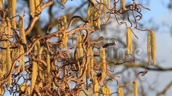 榛树软木螺丝灌木过敏植物春季视频的预览图