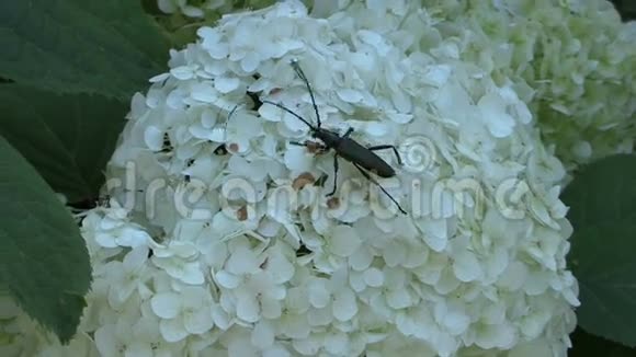 黑甲虫带着长长的胡子走在花白色的花朵上视频的预览图