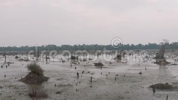 柬埔寨古吴哥窟寺附近的湖中有古树伸出水面瑞恩综合体日出无人机4k视频的预览图