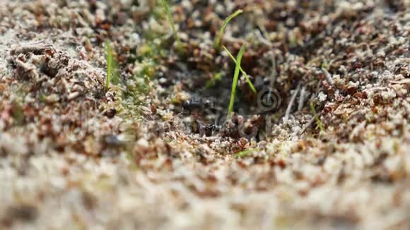 蚂蚁对大自然昆虫地球运动的作用视频的预览图
