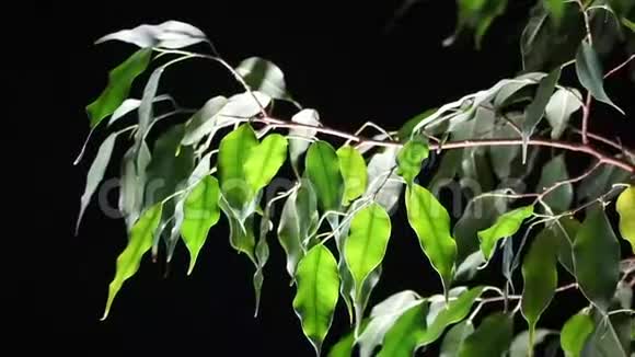 黑色背景上的绿色植物榕树视频的预览图