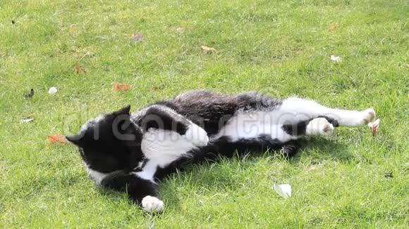 公猫躺在草地上黑白相间花园视频的预览图