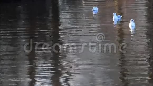 海鸥浮在水里飞走了视频的预览图