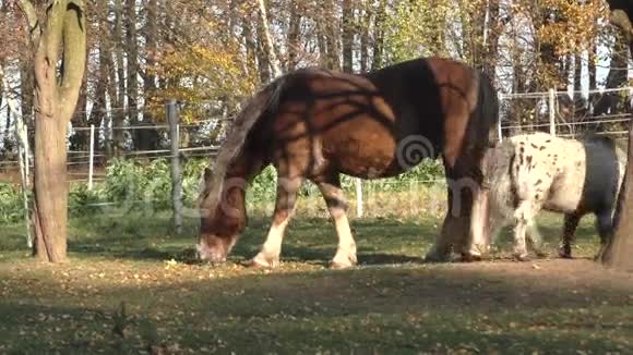 漂亮的马在畜栏里吃草视频的预览图