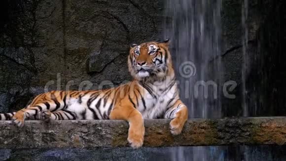 老虎躺在瀑布附近的岩石上泰国视频的预览图