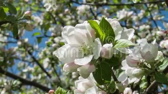 开着大花的苹果树视频的预览图