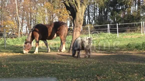 漂亮的马在畜栏里吃草视频的预览图