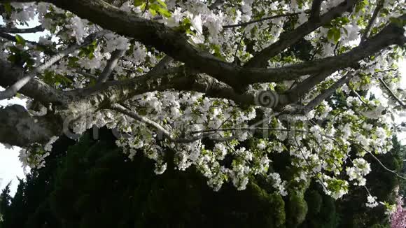 美丽的樱花在风中颤抖松树视频的预览图
