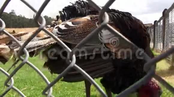 笼养土耳其感恩节家禽野鸟视频的预览图