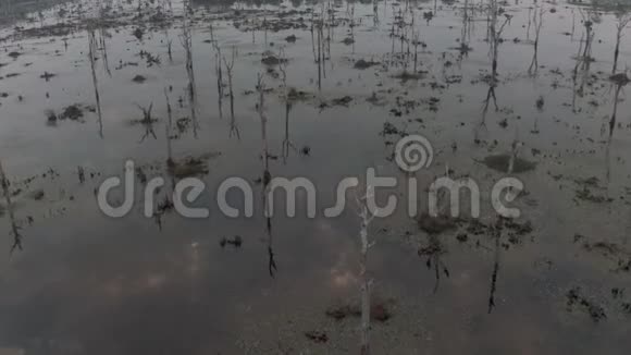 柬埔寨古吴哥窟寺附近的湖中有古树伸出水面瑞恩综合体日出无人机4k视频的预览图