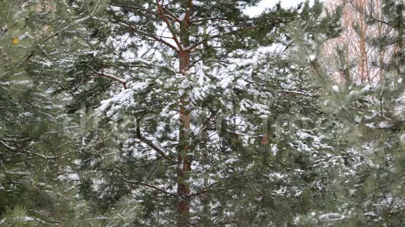 阴天冬季针叶林视频的预览图