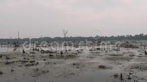 柬埔寨古吴哥窟寺附近的湖中有古树伸出水面瑞恩综合体日出无人机4k视频的预览图