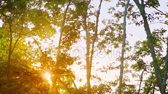 阳光透过热带森林的树木照射视频的预览图