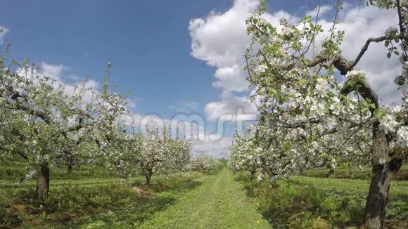 在工业花园里的苹果树延时4K视频的预览图