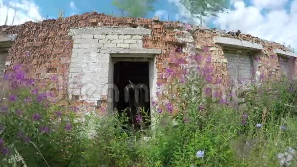 乡村的房屋废墟风中有野花延时4K视频的预览图