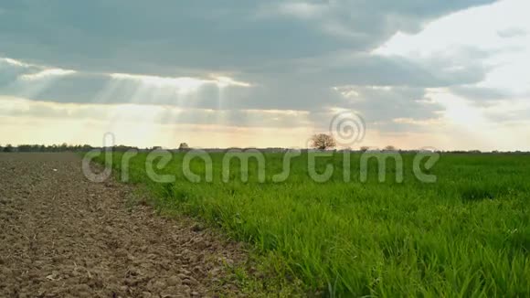 绿色小麦播种田和农业耕地耕地耕地视频的预览图