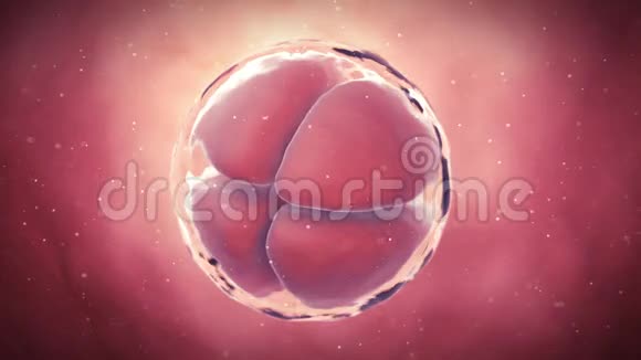 一个4期卵细胞视频的预览图