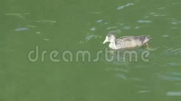 一只库特鸟在湖上游泳在湖上划脚GH44KUHD视频的预览图