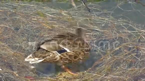野鸭或野鸭在GH44KUHD湖上游泳视频的预览图