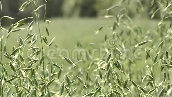 在风中摇摆的谷物燕麦视频的预览图