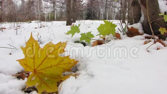 第一场雪下的叶子视频的预览图
