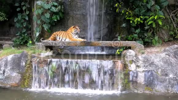 老虎躺在瀑布附近的岩石上泰国视频的预览图