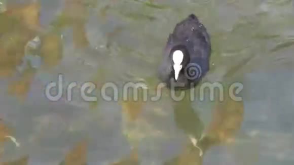 小黑摇着头在GH44KUHD湖里游泳视频的预览图