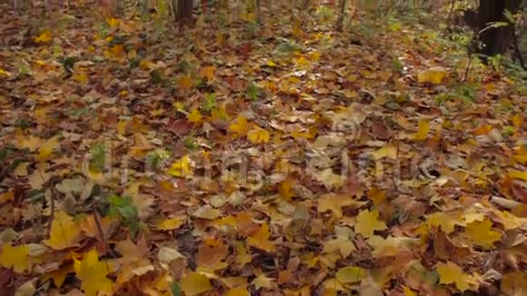 秋天的森林地上的黄色树叶镜头的角度视频的预览图