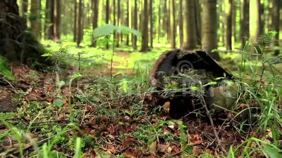 夏季森林中的大树桩视频的预览图