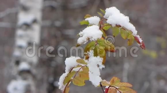 第一场雪下的叶子视频的预览图