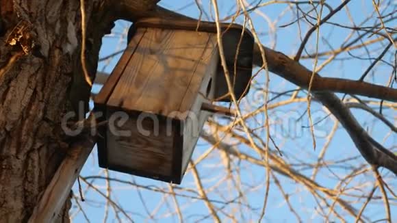 树上挂着古老的木制鸟舍冬天的雪景视频的预览图