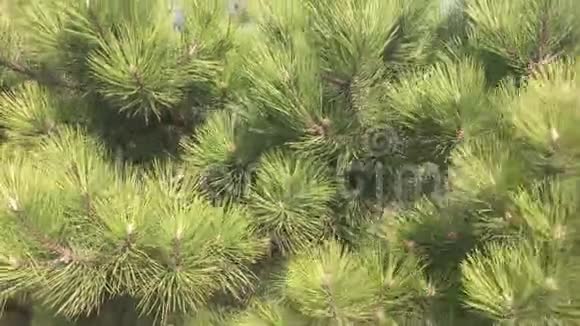 绿色云杉树背景树木视频的预览图