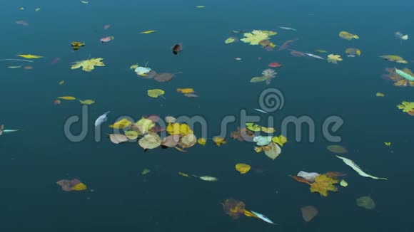 汽车的叶子在水中漂浮视频的预览图