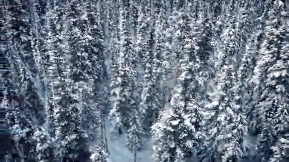 降雪的冬季森林视频的预览图