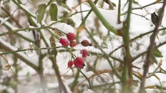 野玫瑰红色浆果灌木和浆果覆盖着雪霜大自然冬季视频的预览图