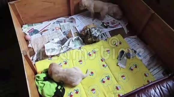 三只拉布拉多猎犬笔盒里的小狗视频的预览图