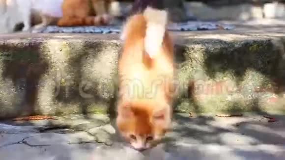 红小猫和他的母猫视频的预览图