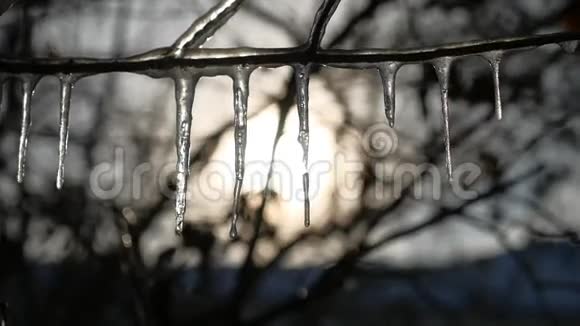 树枝上的冰柱冻水滴着夕阳阳光冬日的风景视频的预览图