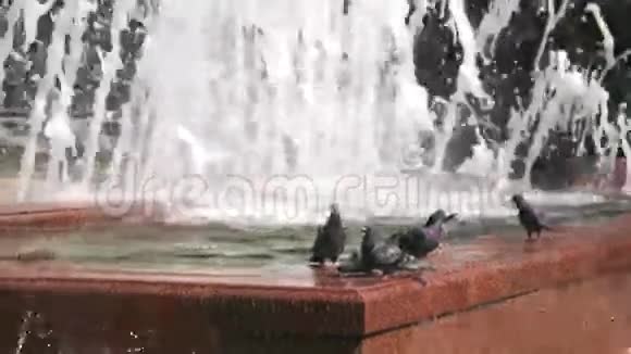 鸽子从喷泉里喝水视频的预览图