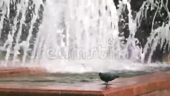 鸽子从喷泉里喝水视频的预览图